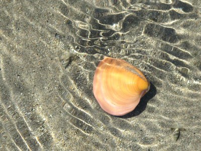 cherry clam