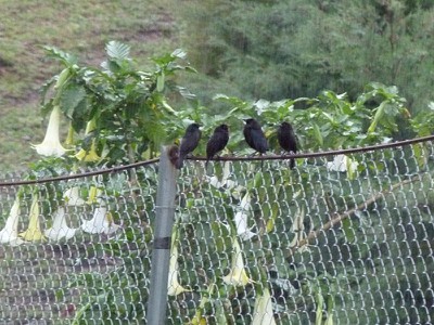 birdsinrain.jpg
