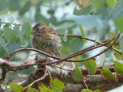 littlebrownbird.jpg