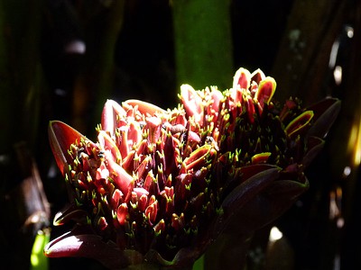 Bromeliad Flower
