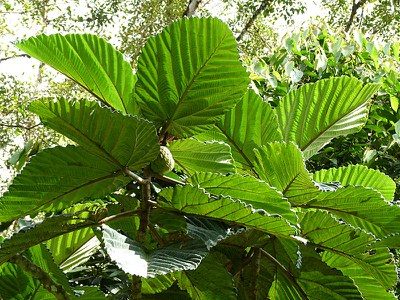 Fig Leaves and Fruits
