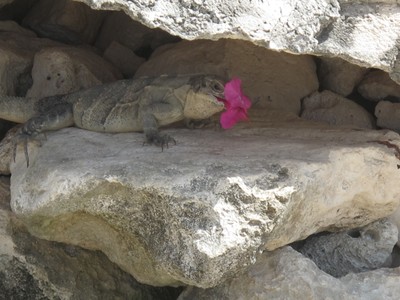 Iguana eating a flower