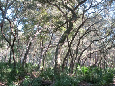 Scrub Oaks