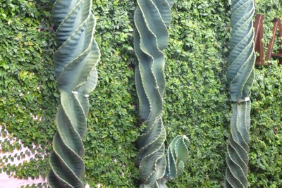 twisted cactus.jpeg