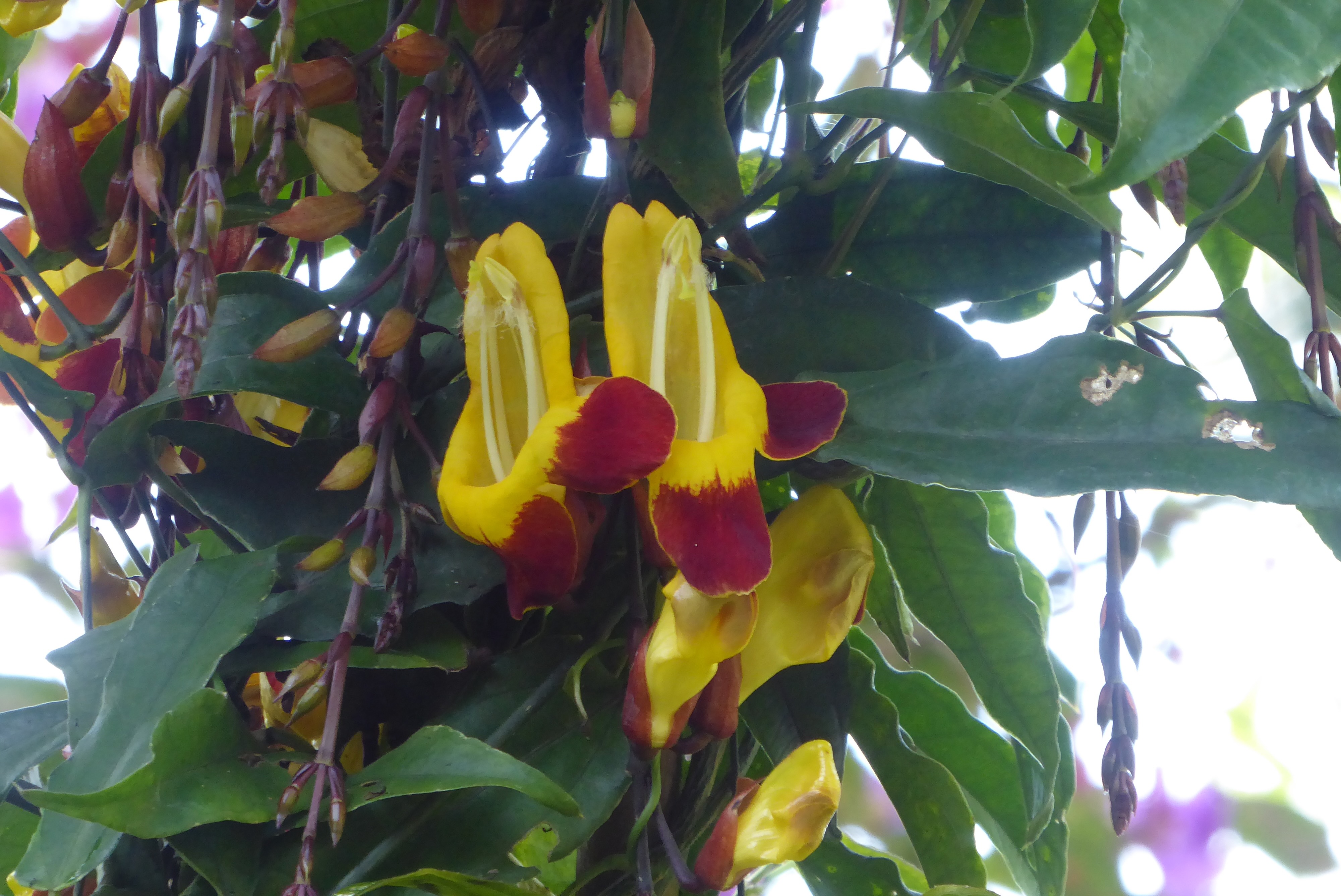 goldredflowers.jpeg