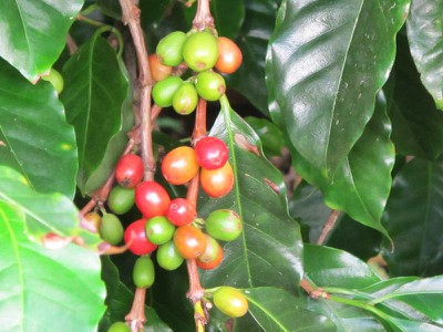 coffee cherries