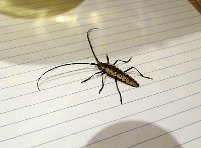 bug.jpg