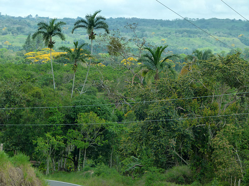 tovolcan.jpg