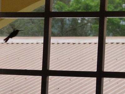 hummingbird.jpg