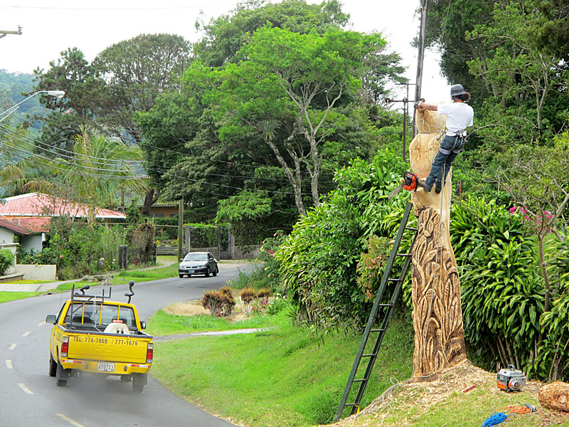 treecarver.jpg