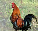 rooster.jpg