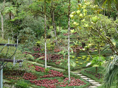 bromeliadgardenview-1.jpg