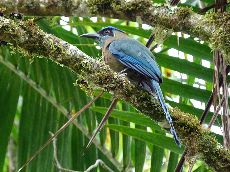 motmot-tree copy.jpg