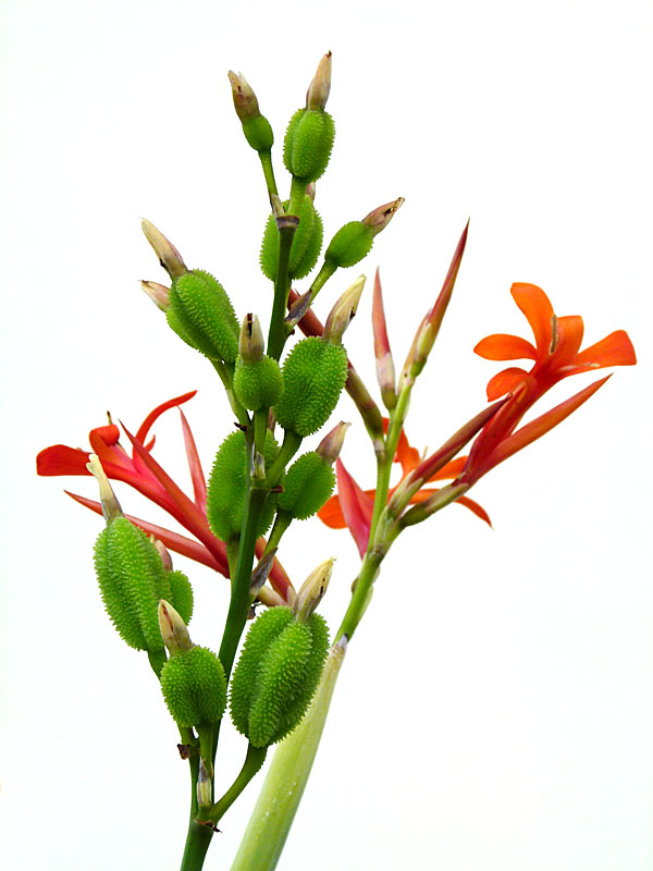 orangeflowergreenpod copy.jpg