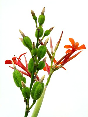orangeflowergreenpod copy.jpg
