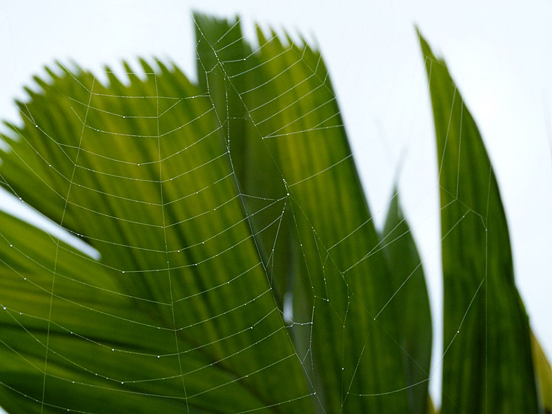 palm-cobwebs copy.jpg