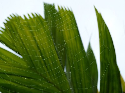 palm-cobwebs copy.jpg