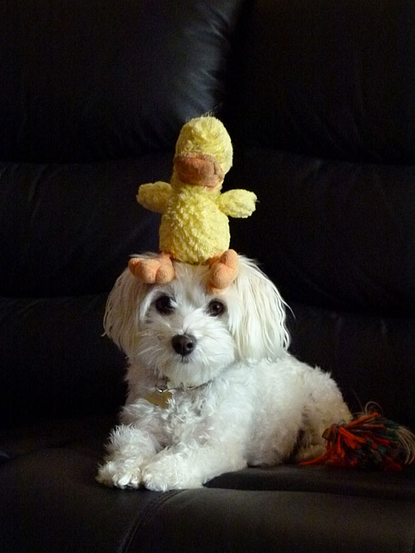 jazz-duckie.jpg
