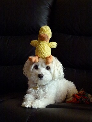 jazz-duckie.jpg