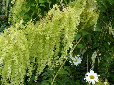 greenlace.jpg
