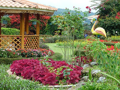 mijardin2.jpg