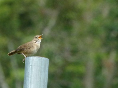 birdsinging.jpg