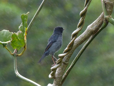 bluegraybird.jpg
