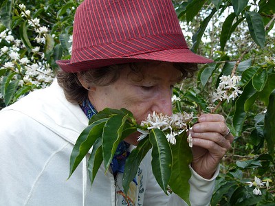 coffeeblossoms.jpg