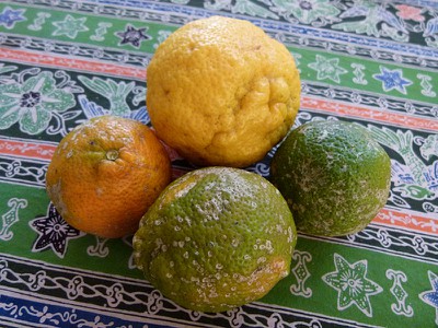 lemonsontable.jpg