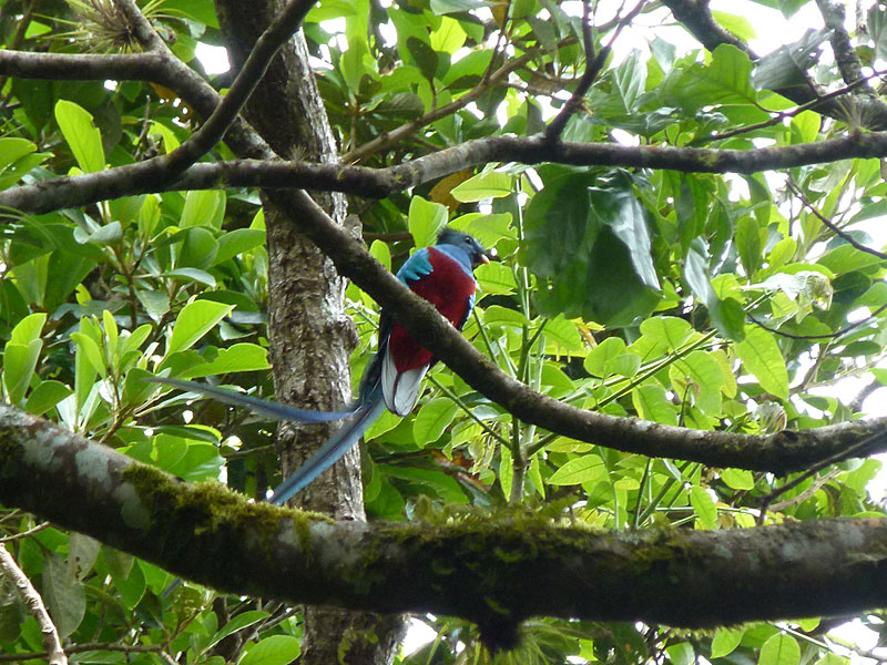 resplendentquetzal.jpg