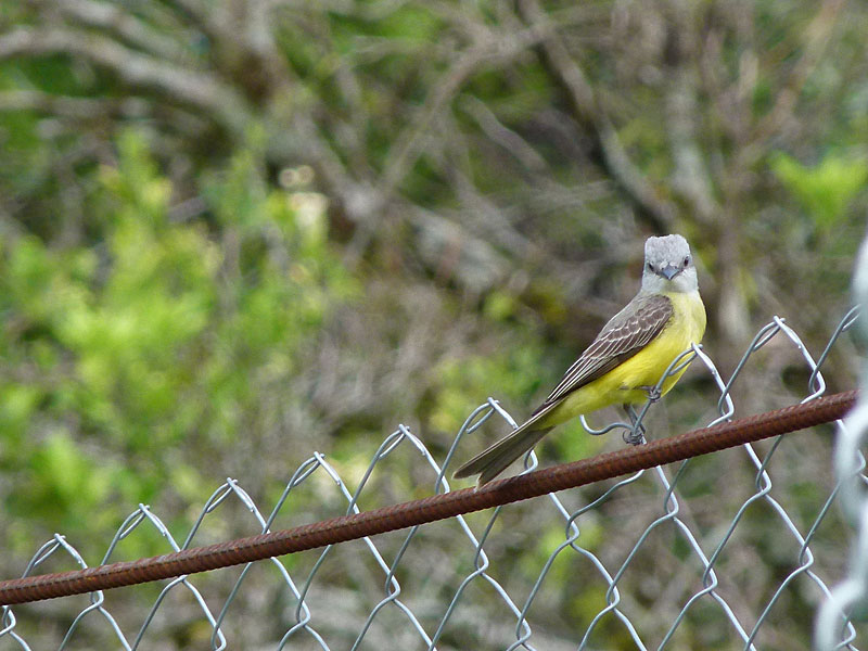 yellowbreasted.jpg