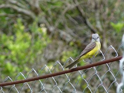 yellowbreasted.jpg