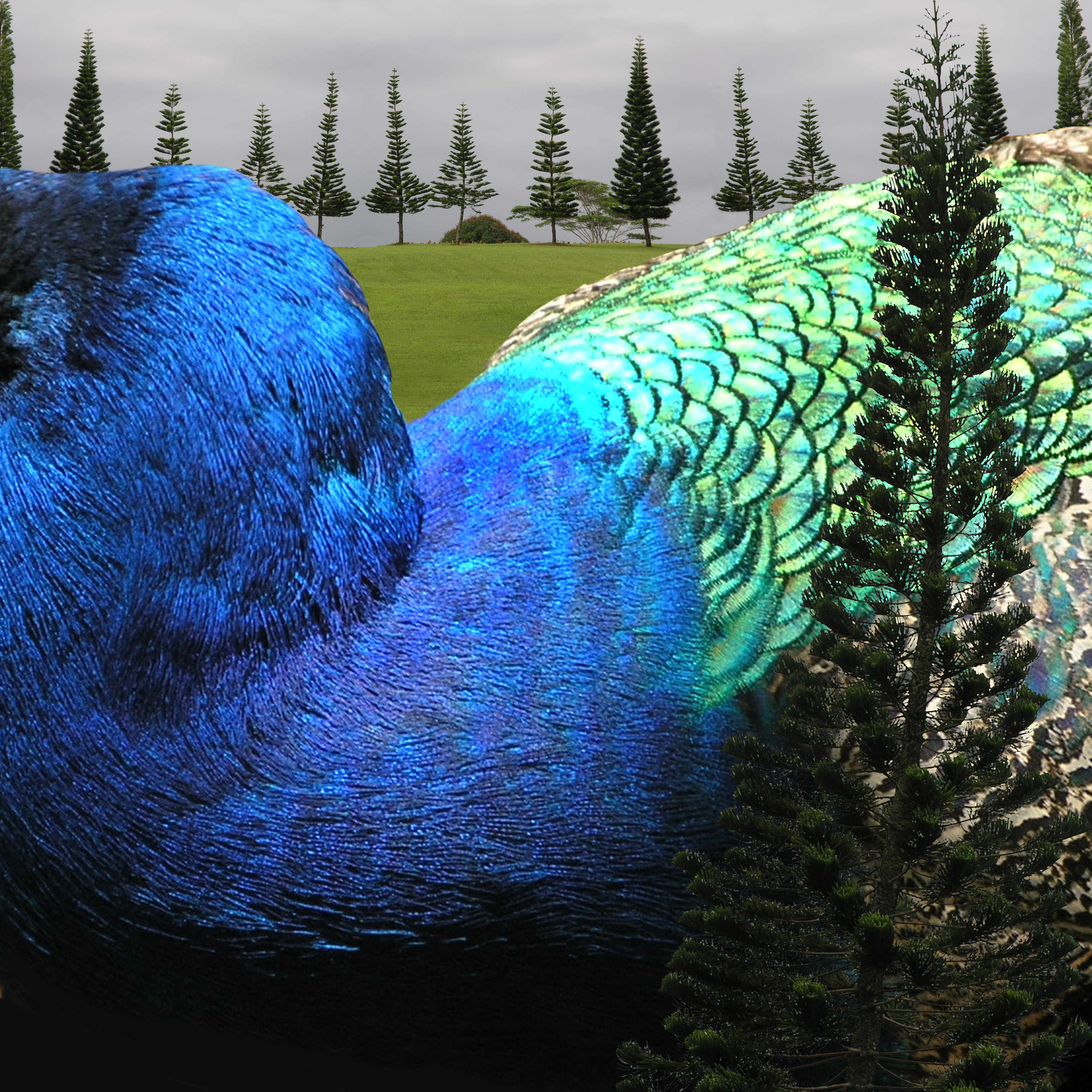 Hawaiian Peacock