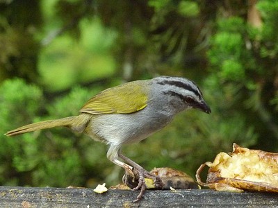 Black Striped Sparrow