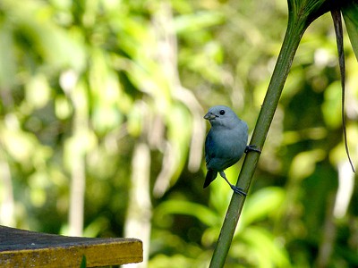 Blue Gray Tanager