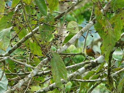 Cherrie's Tanager - female and baby