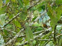 Cherrie's Tanager - female and baby