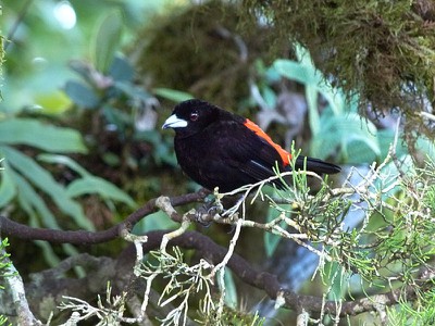 Cherrie's Tanager -male