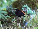 Cherrie's Tanager -male