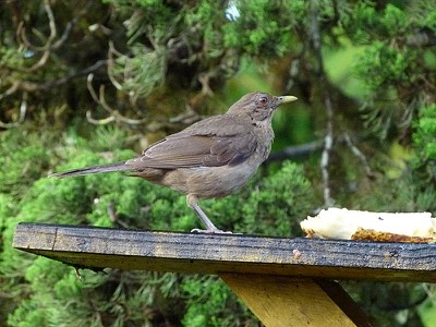 Clay Colored Robin