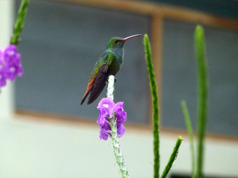 Hummingbird - Rufous tailed
