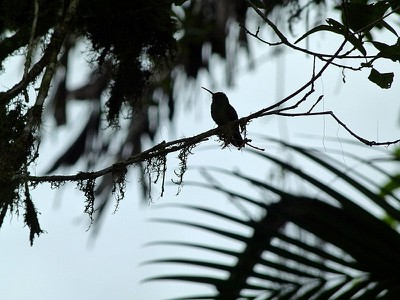 Hummingbird