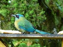 Motmot