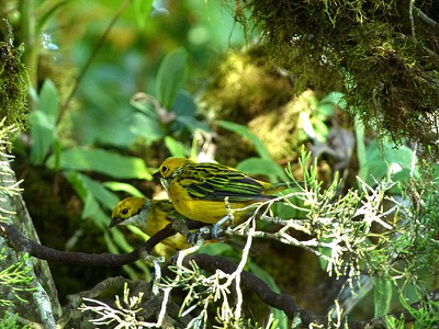 Silver Throated Tanager