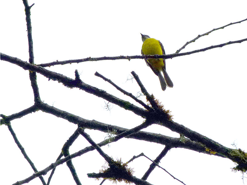 Social Flycatcher