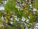 Social Flycatcher