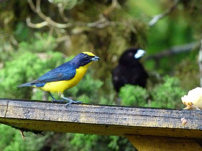 Thick Billed Euphonia