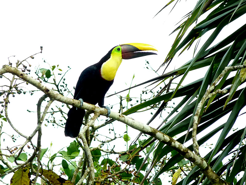 Toucan - Chestnut Mandibled