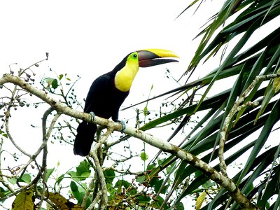 Toucan - Chestnut Mandibled