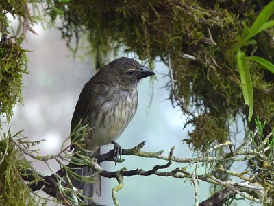 Tyrannulet?